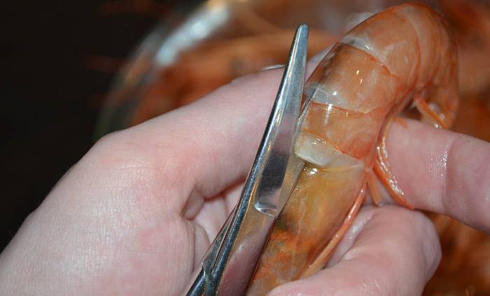 Надрезание панциря лангустина Надрез на панцире