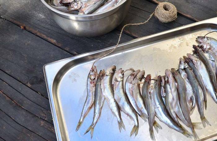 Нанизывание корюшки на верёвку через глаза Нитка через голову