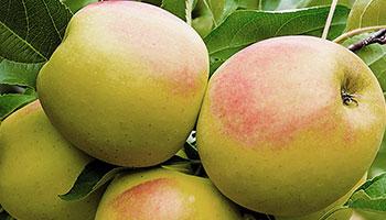 Низкорослое