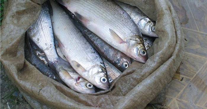 Свежая озёрная пелядь Пелядь в мешке