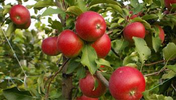 Пепин-шафранный