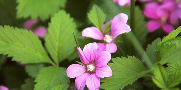 Поленика-северная-цветёт