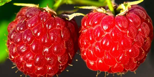 Польза-ягод