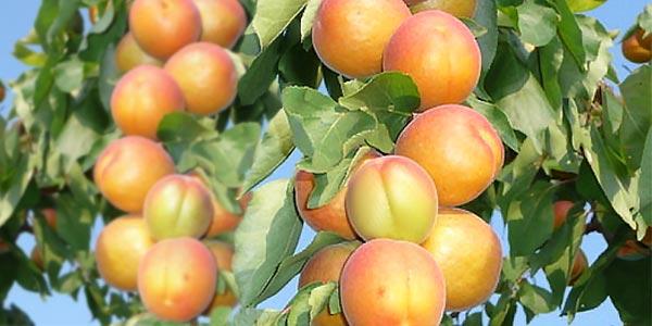 Принц-Март-вид