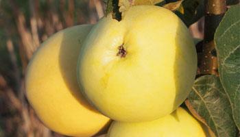 Раннее-сладкое