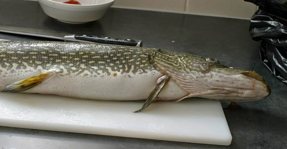 Тушка щуки на разделочной доске Щука на столе