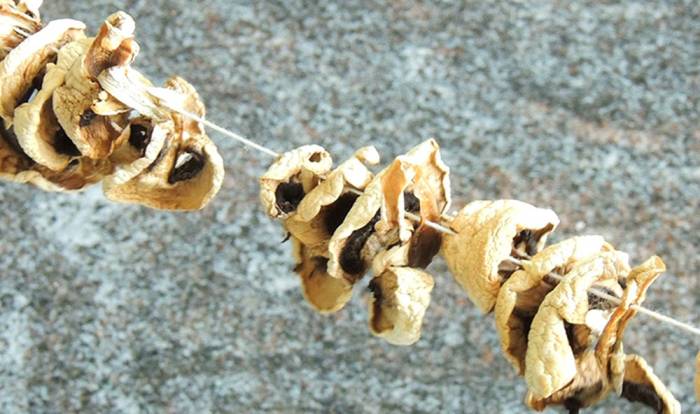 Сушка шампиньонов на нитке Шампиньоны на нитке