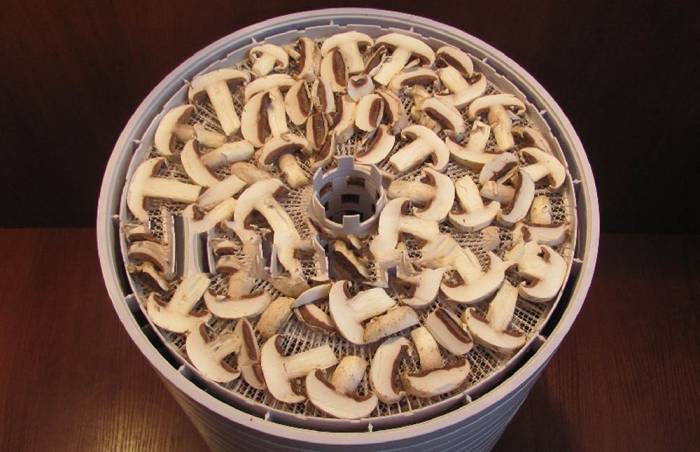 Сушка шампиньонов в электрической сушилке Шампиньоны в сушилке