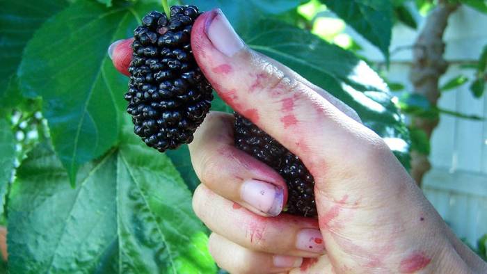 Сбор спелой шелковицы Шелковица на ветке