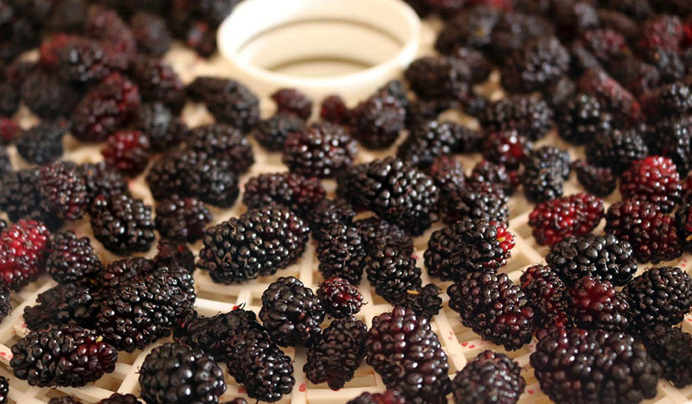 Сушка шелковицы в электрической сушилке Шелковица в сушилке