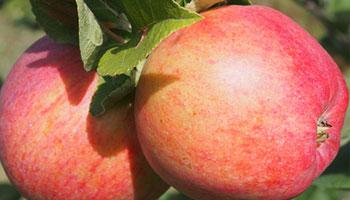 Штрейфлинг