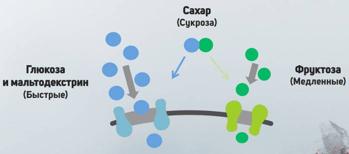 Принцип действия простых и сложных сахаров Сахар в урюке