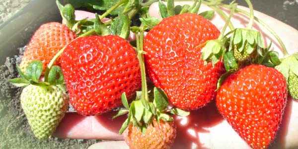 Сан-Андреас