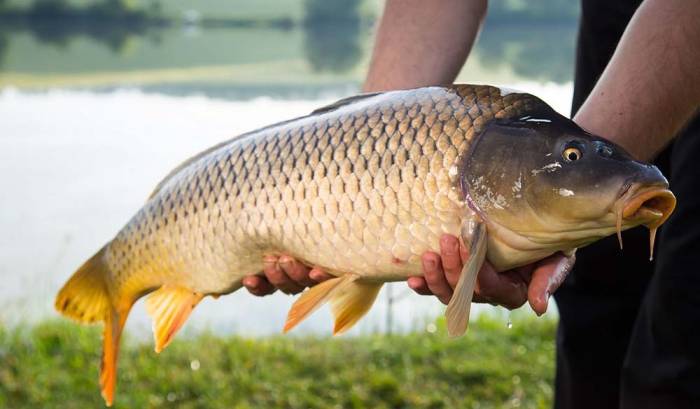 Как выглядит сазан Сазан для мангала