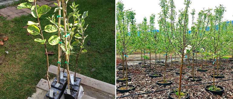 Саженцы яблонь