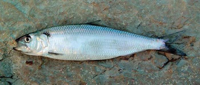 Как выглядит донская селёдка Сельдь для мангала