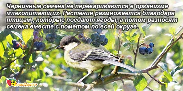Семена черники