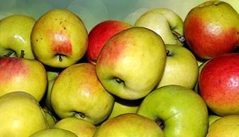 Синап-орловский