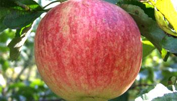 Слава-победителям