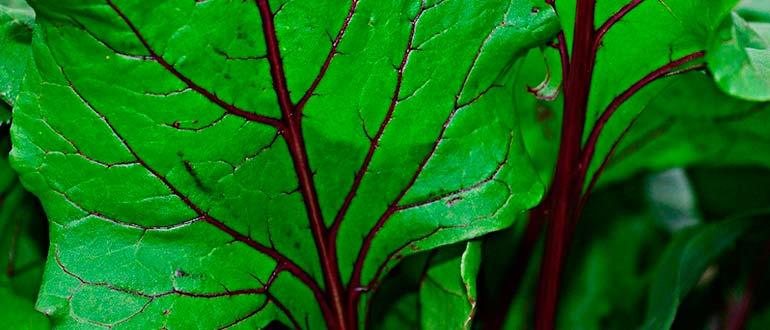 Свекольные листья
