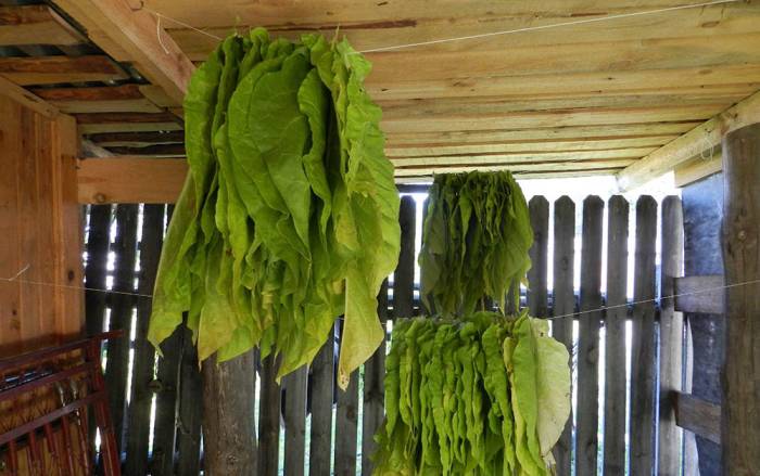 Томление табака на нитях Табак на нитях