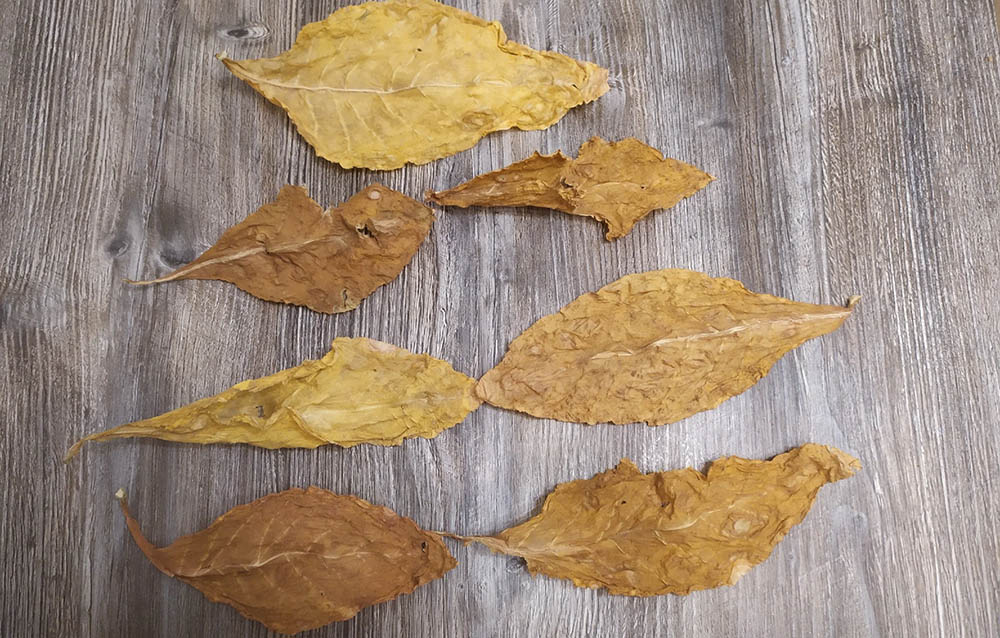 Высушенные на свежем воздухе листья табака Табак с улицы