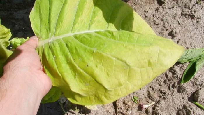 Как выглядит зрелый лист табака Табак с желтизной