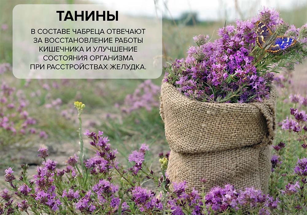 Полезные свойства танинов, содержащихся в чабреце Танины в чабреце
