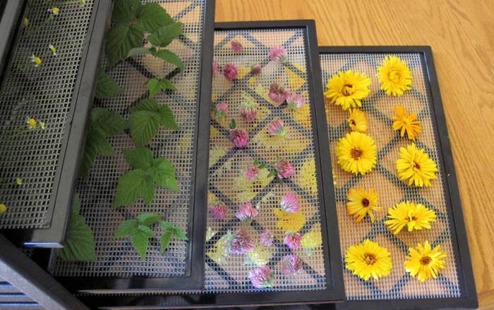 Сушка трав в дегидраторе Травы в дегидраторе