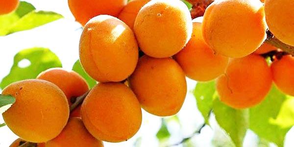 Триумф-северный