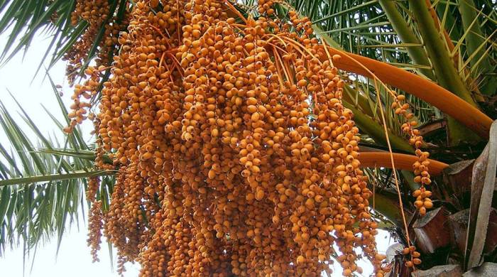 Как растут финики на пальме Ветви финиковой пальмы