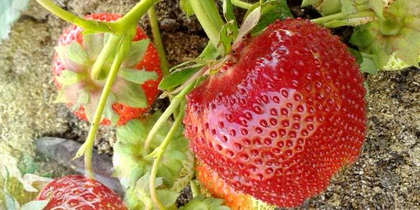 Вима-занта2