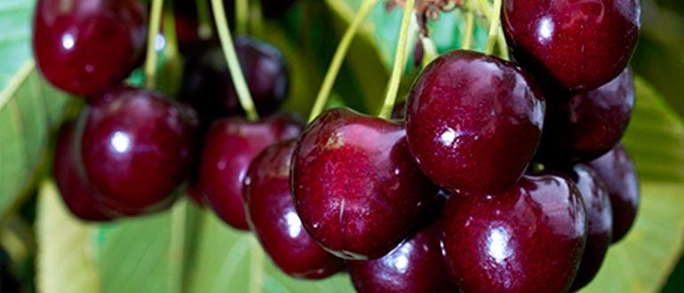 Вишня-черешня