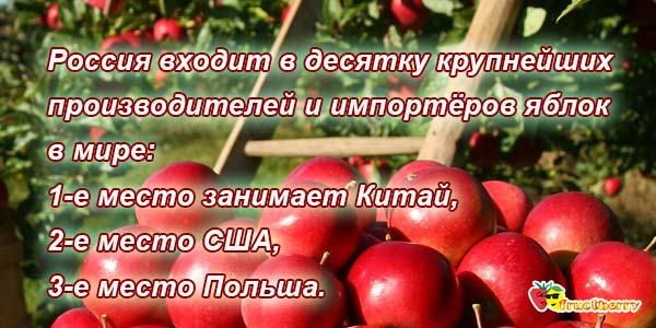 Яблоки самый полезный плод