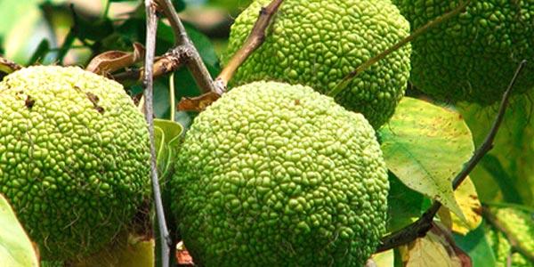 Яблоко-адама-на-верке