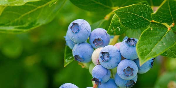 Ягоды пьяники