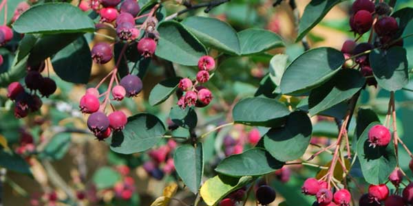 Заросли-юрги