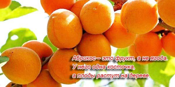 абрикос полезный фрукт