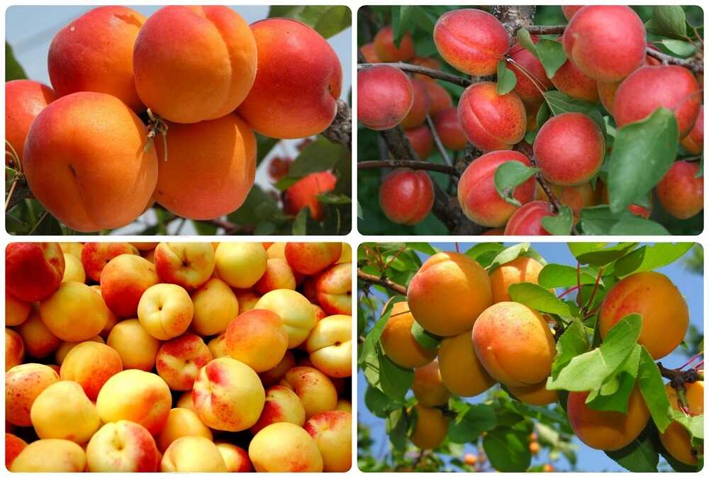 Разные виды абрикосов Абрикосы разных сортов на ветках деревьев