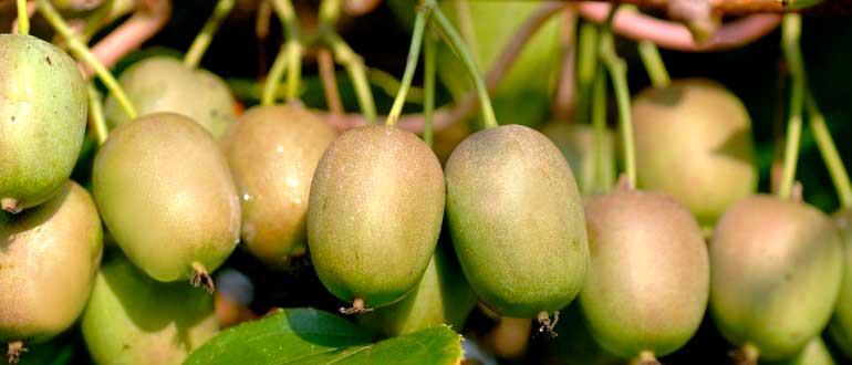 Актинидия Аргута