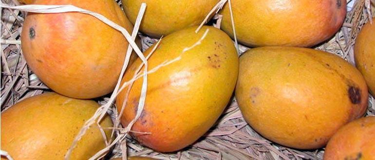 Alfonso mango variety