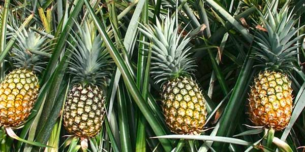 ананас-растёт