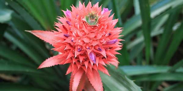 ананас-цветёт