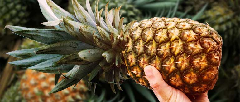 Ананасы