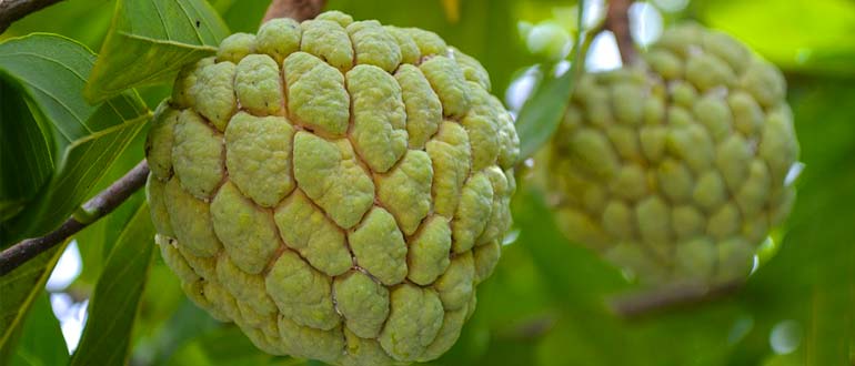 Аннона чешуйчатая