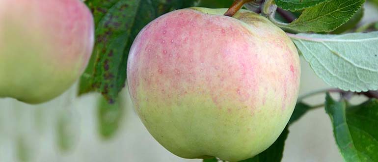 антоновка десертная