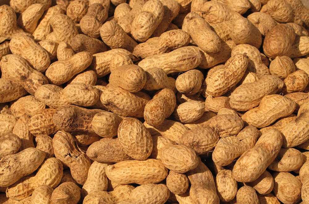 Неочищенный арахис для сушки в электросушилке Арахис в скорлупе