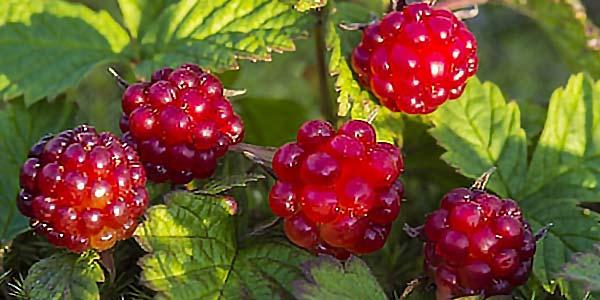 арктическая-малина