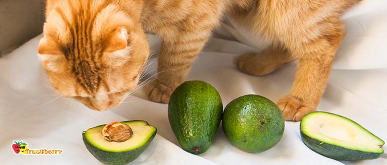 авокадо для животных
