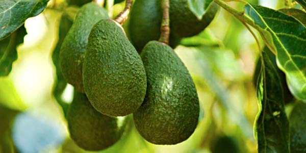 авокадо-растёт